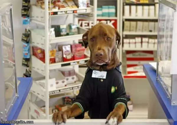 Dog Employee