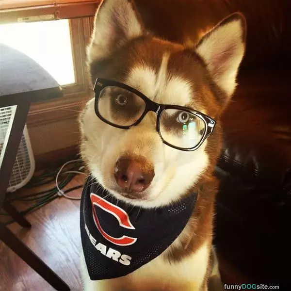 Da Bears