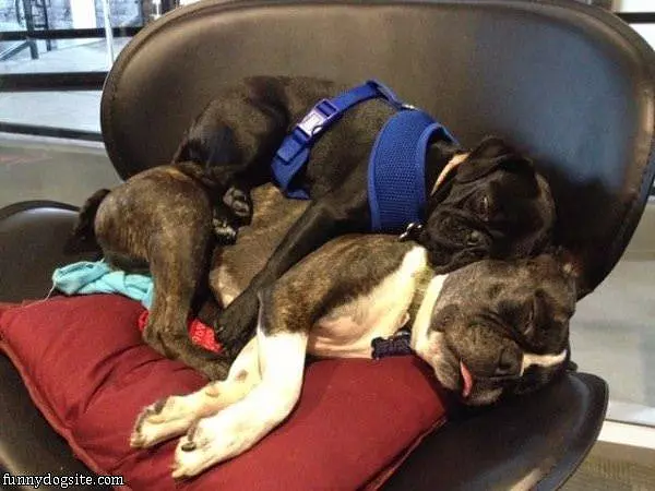 Stacking Dogs