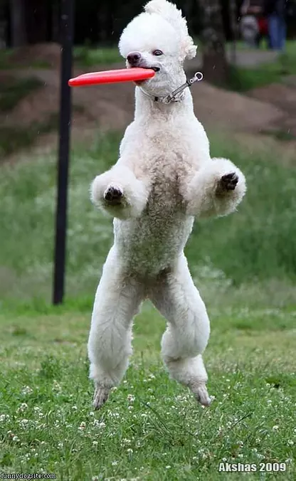 Jump For It