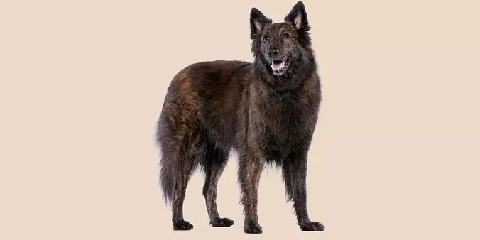 Dutch Shepherd