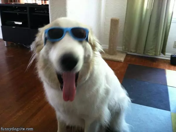 One Happy Dog Here