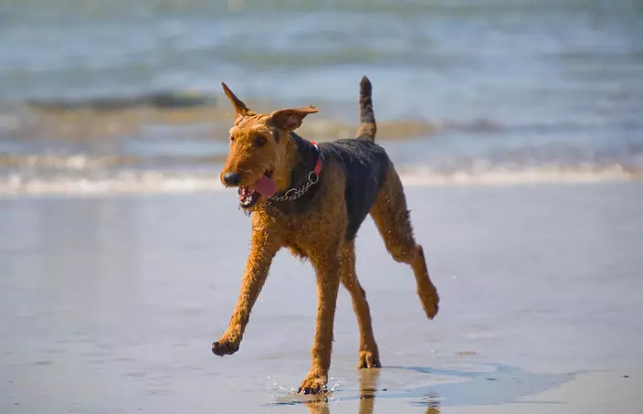 Airedale terrier on the beach