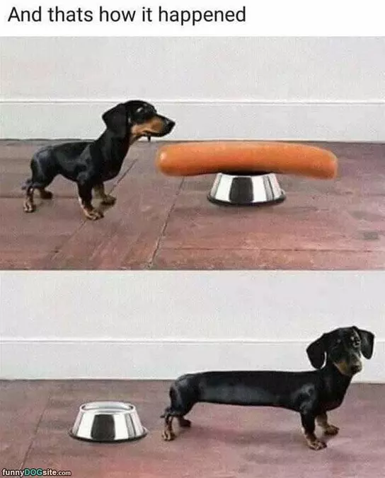Wiener Dog