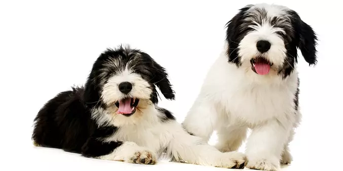 Polish Lowland Sheepdog bro...