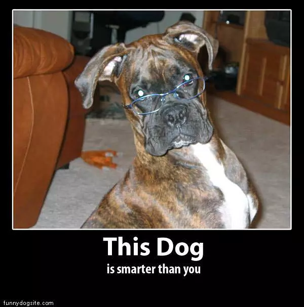 Smart Dog