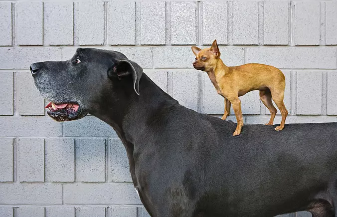 Great Dane size