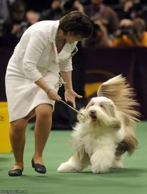 Running Fuzz Ball