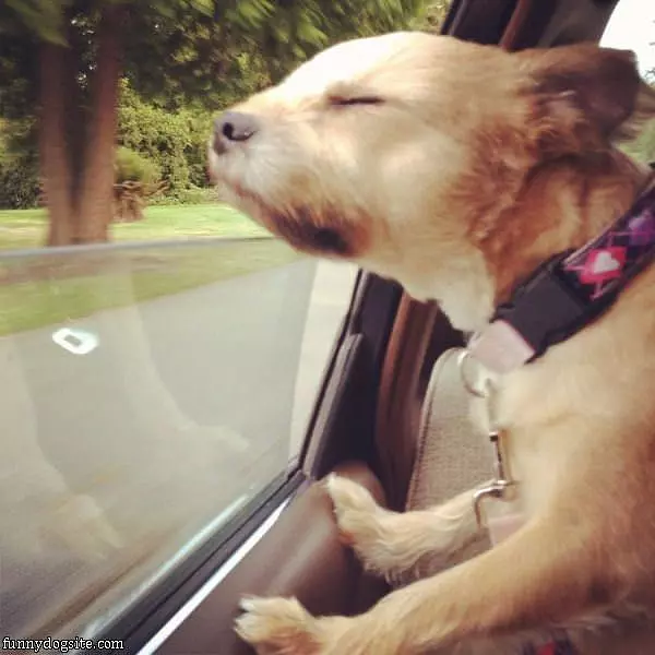 Windy Windy Day