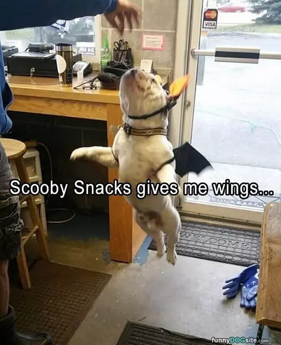Scooby Snacks