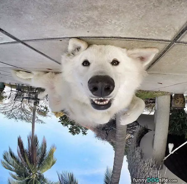 Upside Down World