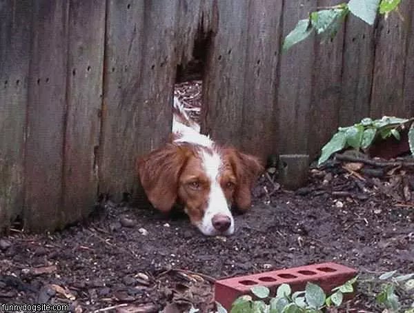 Trying To Get Out