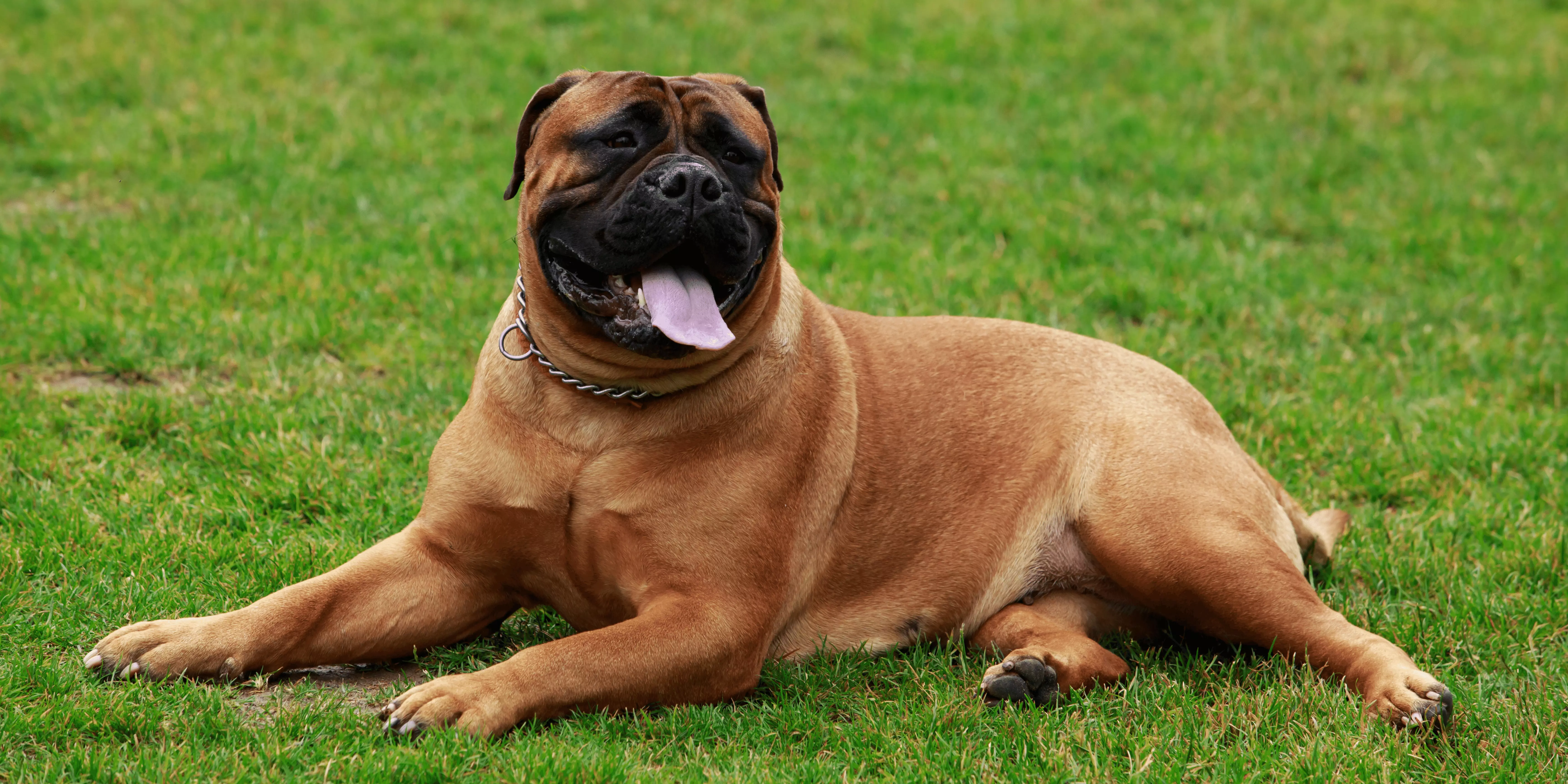 Bullmastiff