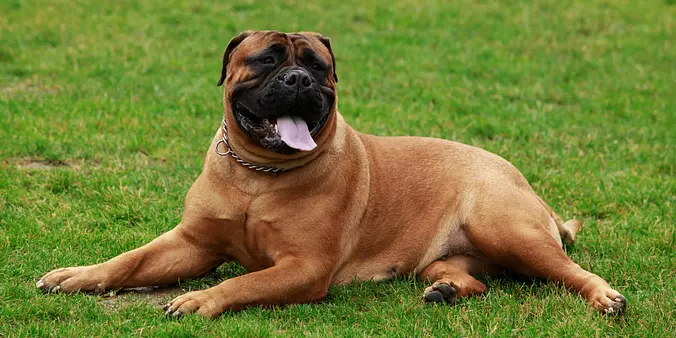 Bullmastiff smiling