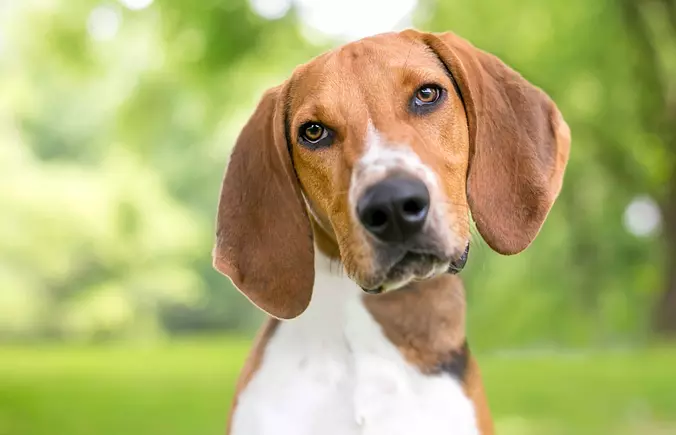 American Foxhound