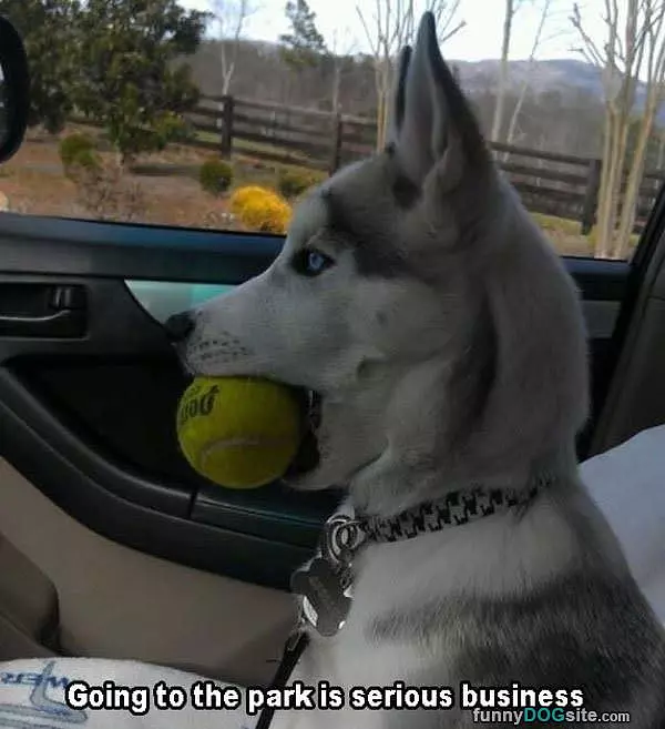 Going To The Park