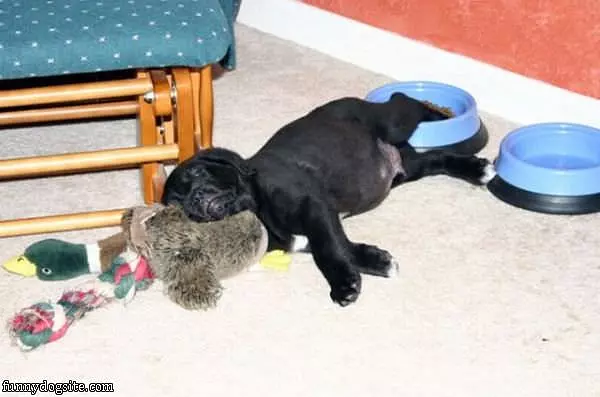 Guard Pup
