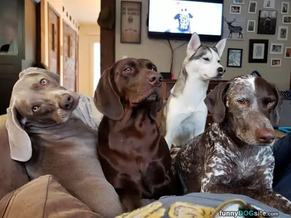 A Dog Crew