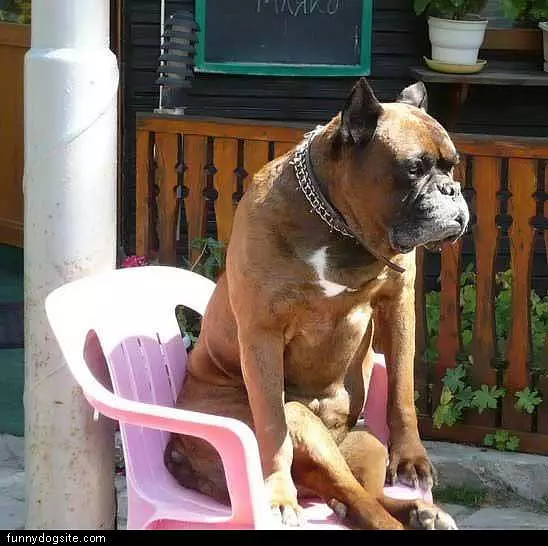 Lounge Chair