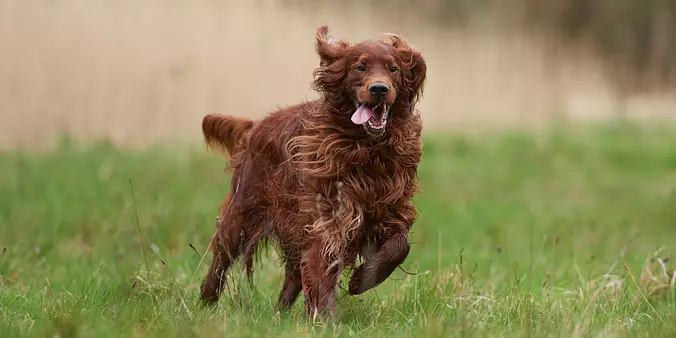 Irish Setter running