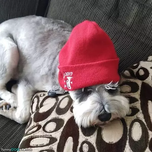 The Dog In The Hat