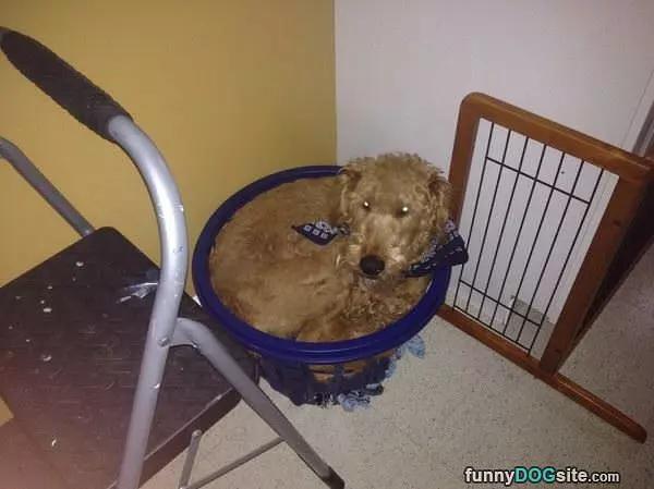 My Basket