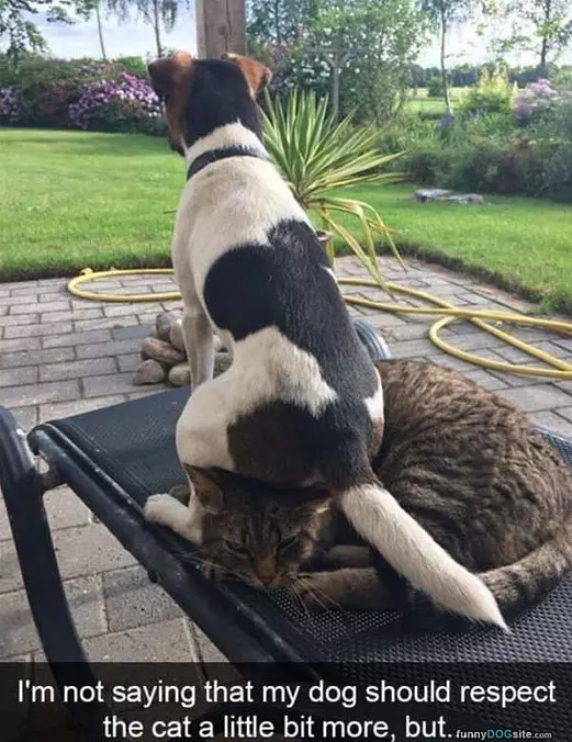 Respect The Cat