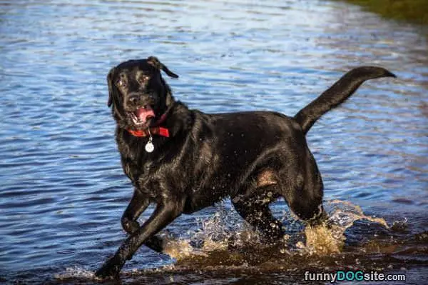 This Dog Looves Play Time