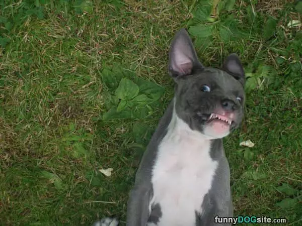Scratch My Bellllly