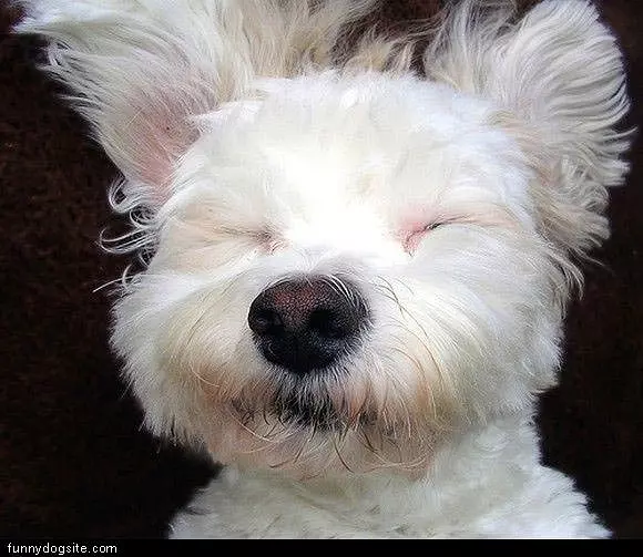 Wind In The Face