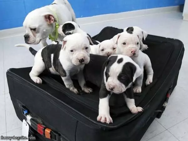 Suitcase Puppies