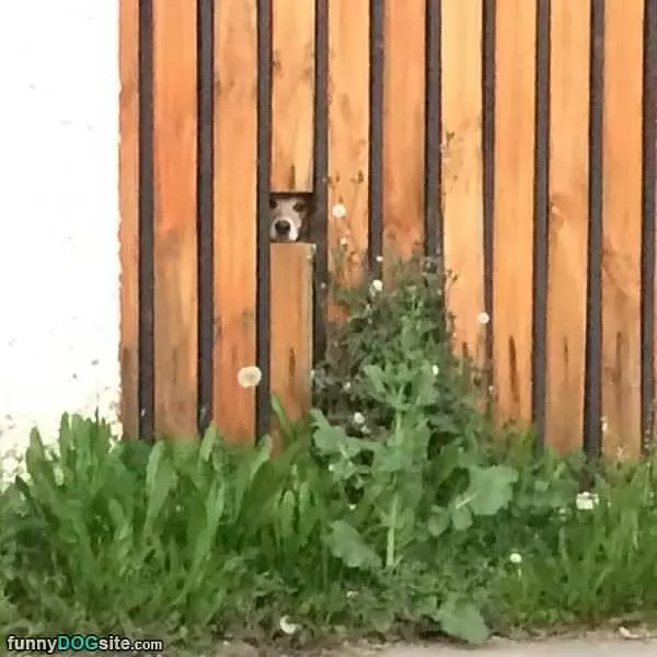 My Lookout Post