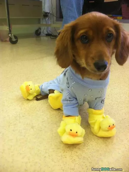 My Little Ducky Shoes