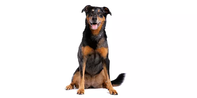 black and brown Beauceron