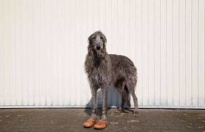 Funny Scottish Deerhound