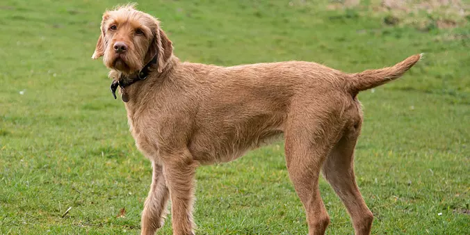 Wirehaired Vizsla Potrait