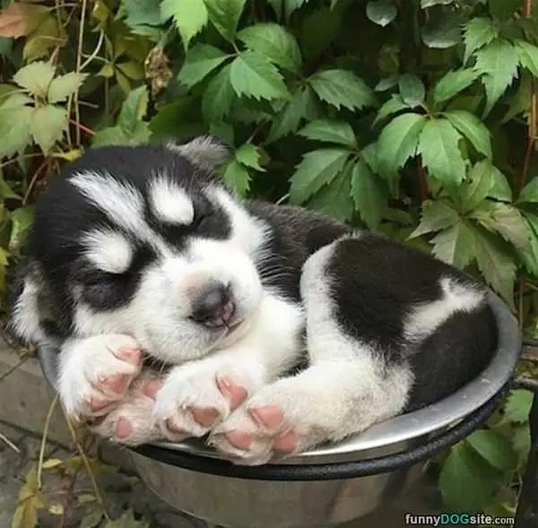 Curled Up And Asleep Here