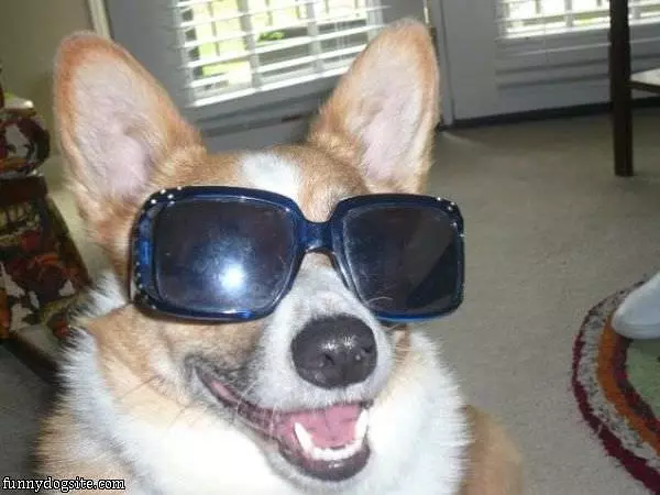 Cool Glasses