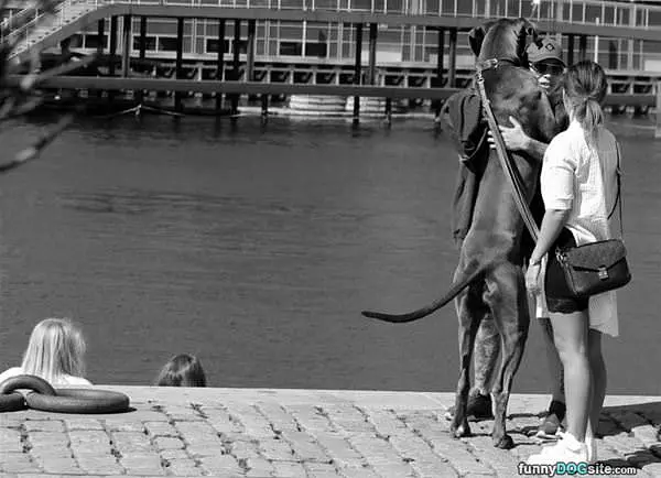 A Big Dog