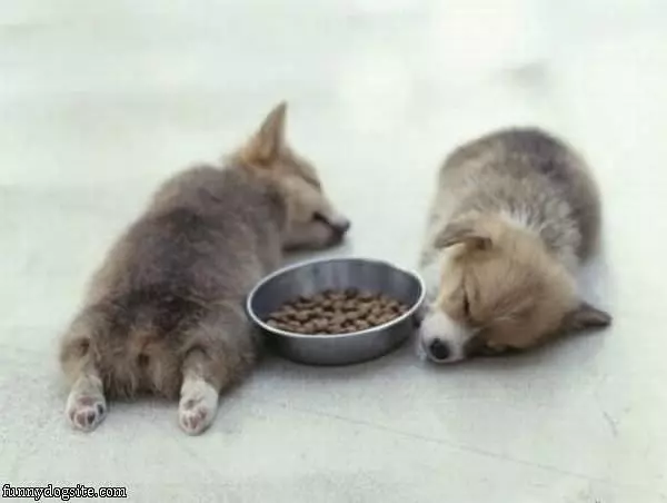 Guarding The Food