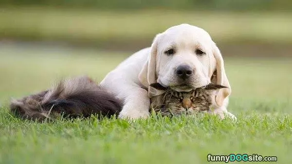 Best Pillow Ever