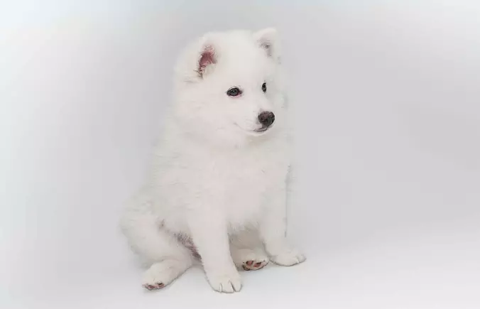 american eskimo puppy