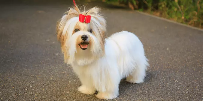 white Biewer Terrier