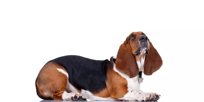 Basset Hound