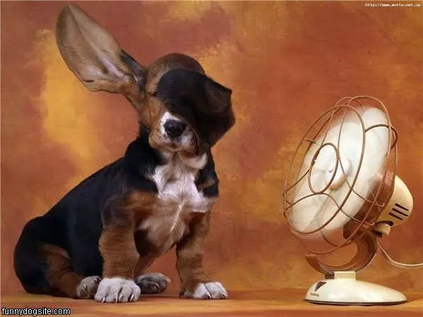 Floppy Fan Ears