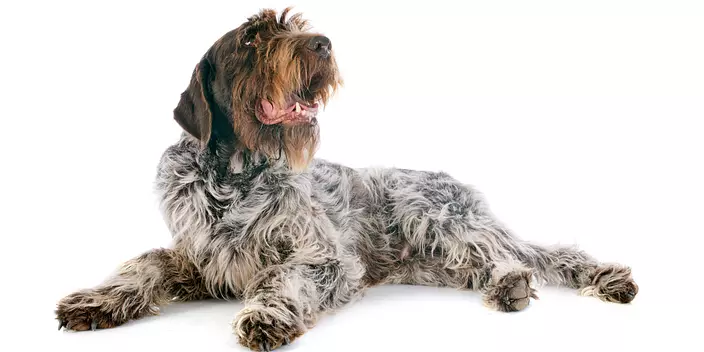 Brown and white Wirehaired ...