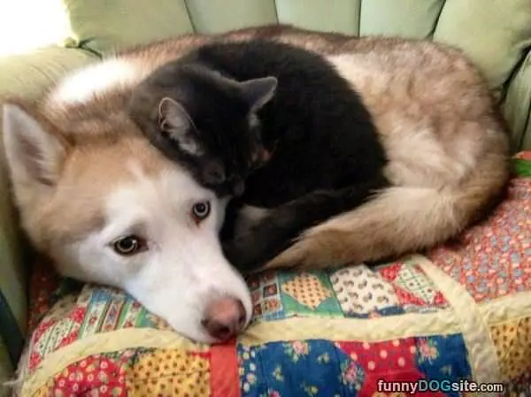 I Am A Bed Now