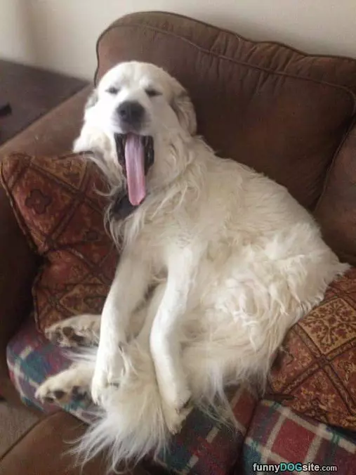 This Couch Is Comfortable