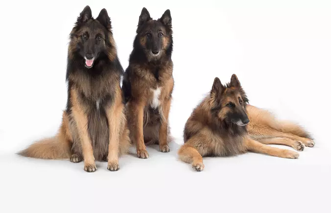 Belgian Tervuren family
