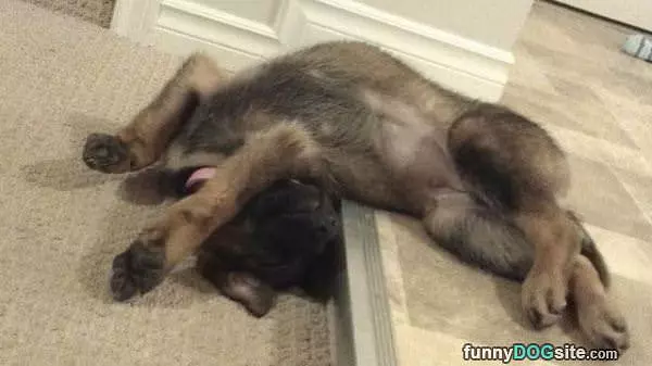 Found The Perfect Bed Here